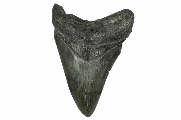 Fossil Megalodon Tooth - South Carolina #372383